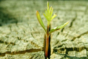 12.709 doanh nghiệp “hồi sinh” từ đầu năm